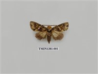 藏品(夜蛾科)的圖片